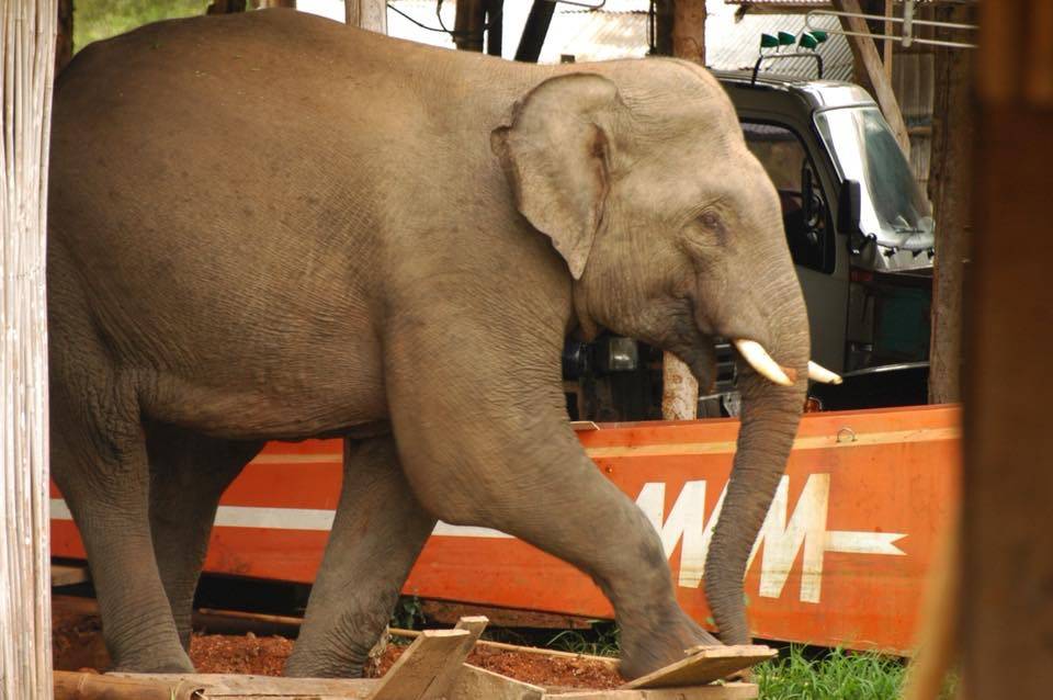 “ช้างสงกรานต์” มาเยี่ยม สนง.ทุ่งใหญ่ฝั่งตะวันออก