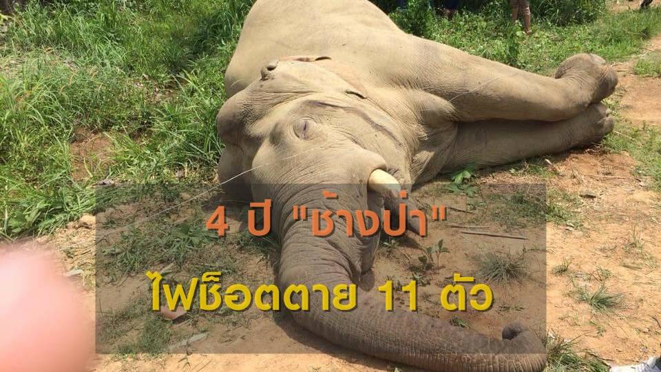 11 ชีวิตช้างป่าสังเวย "รั้วไฟฟ้า" ใครรับผิดชอบ?