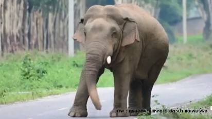 เศร้า! ทูตสันถวไมตรีแห่งเขาอ่างฤาไน "ช้างหางด้วน งาเดียว" ตาย