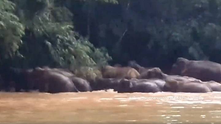 หาดูยาก "ช้างป่าละอู 44 ตัว" เล่นน้ำคลายร้อน