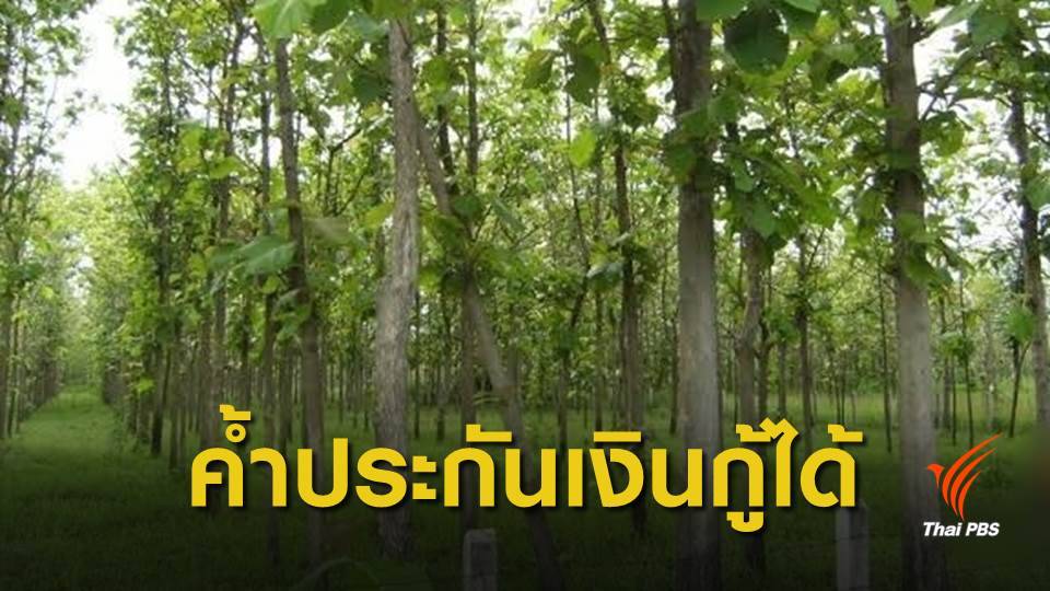 ธ.ก.ส.ปล่อยสินเชื่อใช้ต้นไม้เป็นหลักประกัน วงเงิน 5 แสนบาท