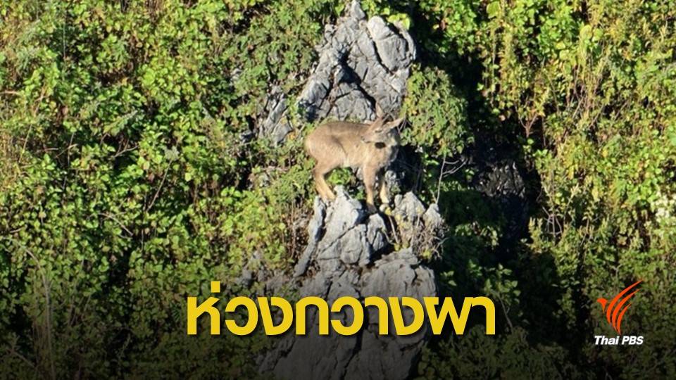 ฝุ่นPM2.5 : ห่วงไฟป่ากระทบ "กวางผา-ดอกไม้หายาก"บนดอยเชียงดาว