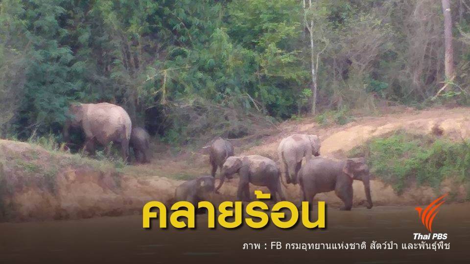 ช้างป่าแก่งกระจาน เล่นน้ำคลายร้อน