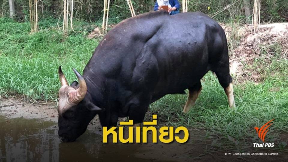 "ทองดี"กระทิงเขาแผงม้าหนีเที่ยวสวนลุงโชค