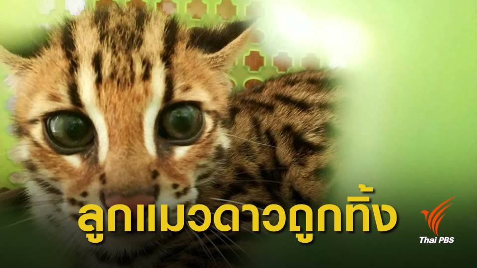 พลเมืองดีชาวภูเก็ต ส่งมอบลูกแมวดาวให้ศูนย์ศึกษาธรรมชาติฯดูแล