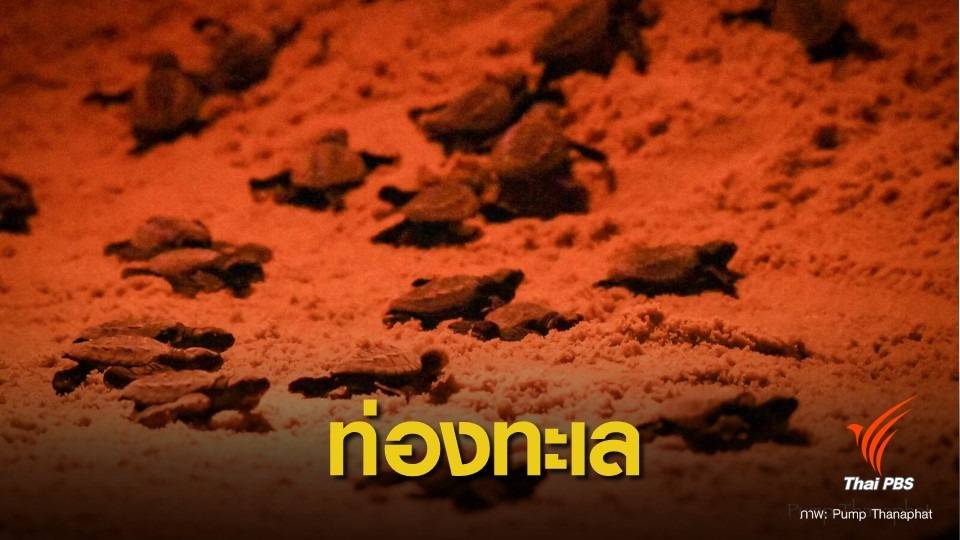 ออกแล้ว! ลูกเต่าหญ้า 68 ตัวรังแรกในรอบ 23 ปี