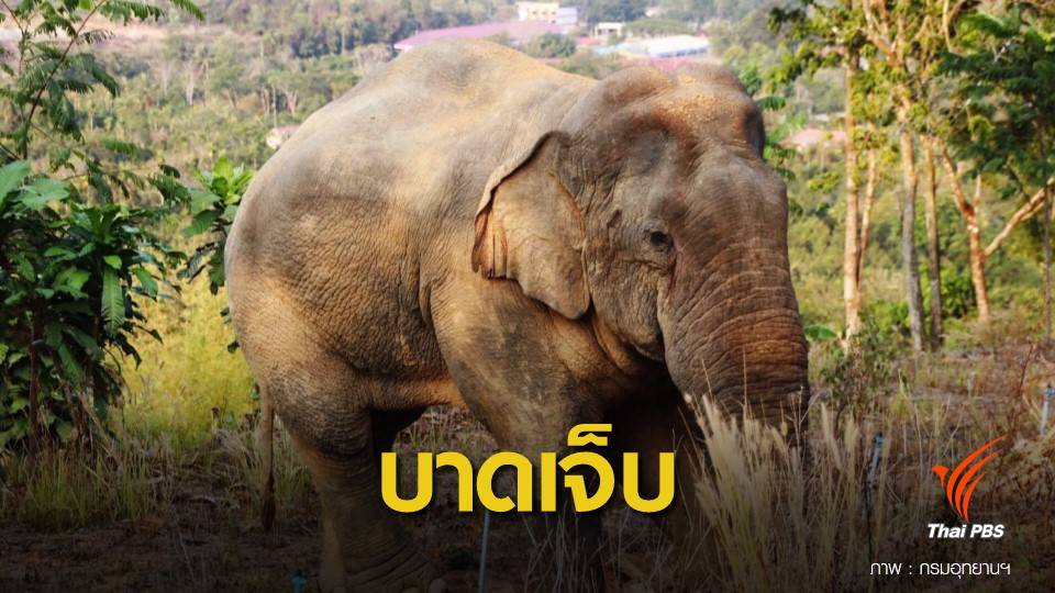 เร่งรักษา “สีดอแดง”ฝ่าเท้าขาขวา-หางเป็นแผล