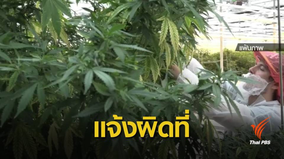 อย.พบปัญหารับแจ้งครอบครองกัญชา "แจ้งผิดที่-เอกสารไม่ครบ"