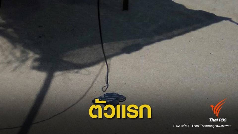 ตัวแรก! ลูกเต่ามะเฟืองชุดสุดท้าย โผล่เจอทรายร้อนตาย 1 ตัว