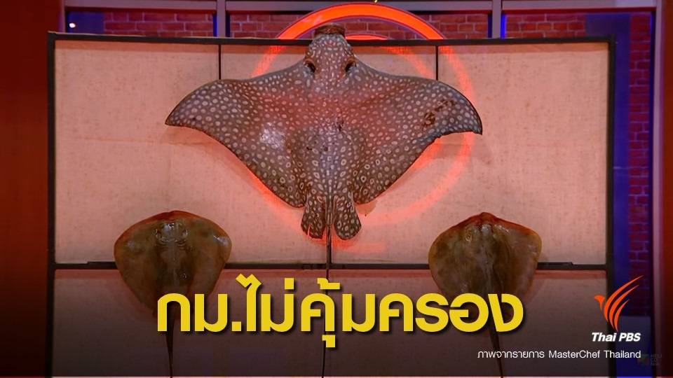 "กระเบนนก"ถูกชำแหละตายฟรี กฎหมายไทยยังไม่คุ้มครอง