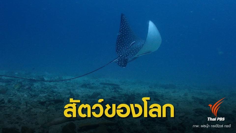 รู้จัก "กระเบนนก" สัตว์ทะเลหายากในบัญชี IUCN