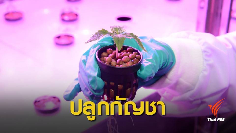 ปลูกแล้ว! กัญชาทางการแพทย์ แห่งแรกของอาเซียน ผลิตยาล็อตแรกเดือน ก.ค.
