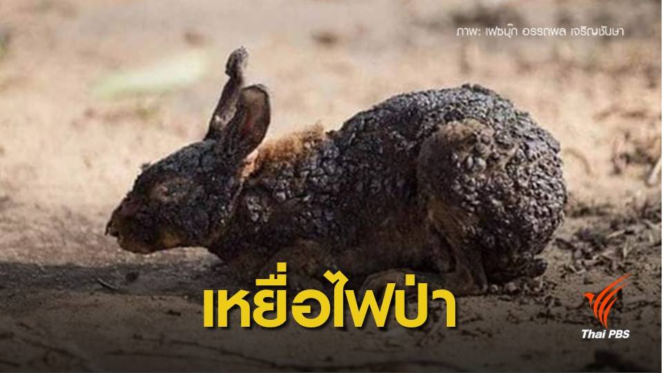 บิ๊กกรมป่าไม้ ปลุกคนหยุดเผาป่า คร่าชีวิตสัตว์ - ป่าวอด 2.7 หมื่นไร่