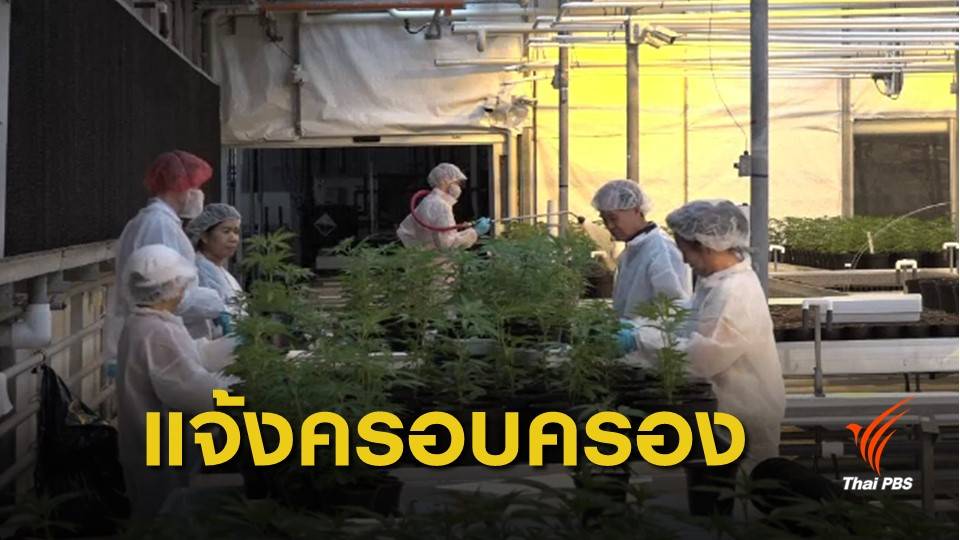 ประกาศ 7 กลุ่มนิรโทษกรรมกัญชา เริ่มแจ้งครอบครองวันนี้