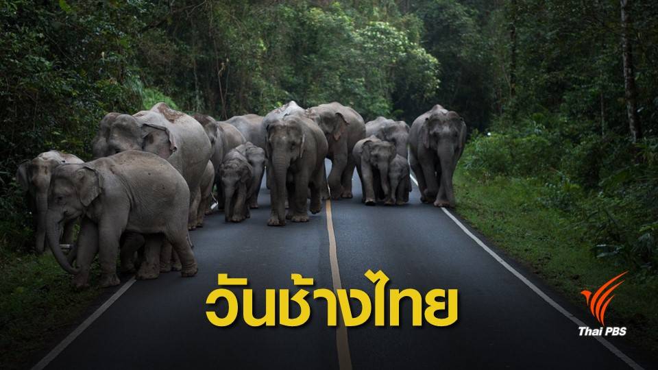 น่ารัก "แบบช้างๆ" วันช้างไทย 