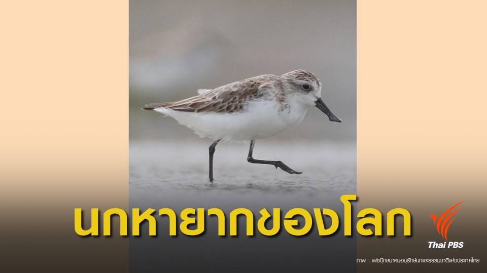 ระดมเงินบริจาคซื้อนาเกลือรักษาบ้าน "นกชายเลนปากช้อน"