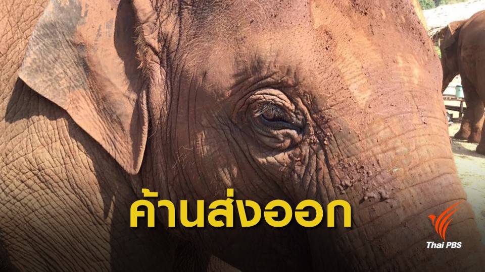 กังขา ! เครือข่ายองค์กรอนุรักษ์ ล่ารายชื่อ "ค้าน" ส่งออกช้าง