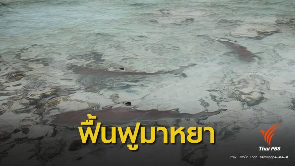 ปิด 2 ปี! ฟื้นฟูอ่าวมาหยา ปรับระเบียบท่องเที่ยวใหม่เพื่อธรรมชาติ