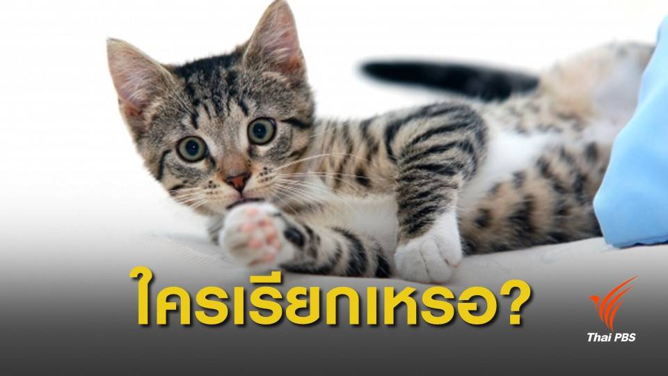 ร้องเรียก "ชื่อเหมียว" เดี๋ยวก็มา เพราะน้องจำชื่อตัวเองได้