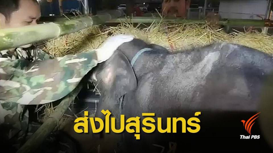 ส่งลูกช้างป่า "ชบาแก้ว" รักษาอาการบาดเจ็บที่สุรินทร์