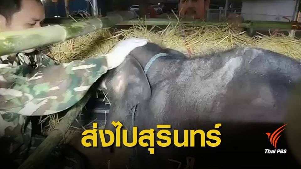 ส่งลูกช้างป่า "ชบาแก้ว" รักษาอาการบาดเจ็บที่สุรินทร์