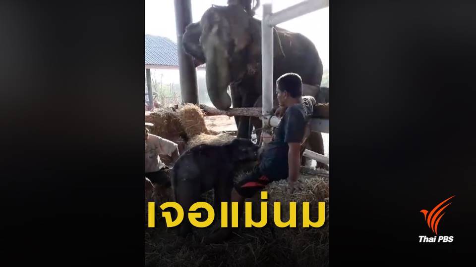 ตื่นเต้น "ชบาแก้ว" ถึงสุรินทร์ เจอหน้าแม่นมแล้ว