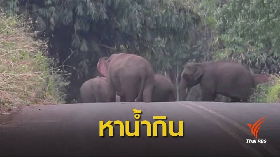 ช้างรวมโขลงออกจากป่าหาน้ำกิน