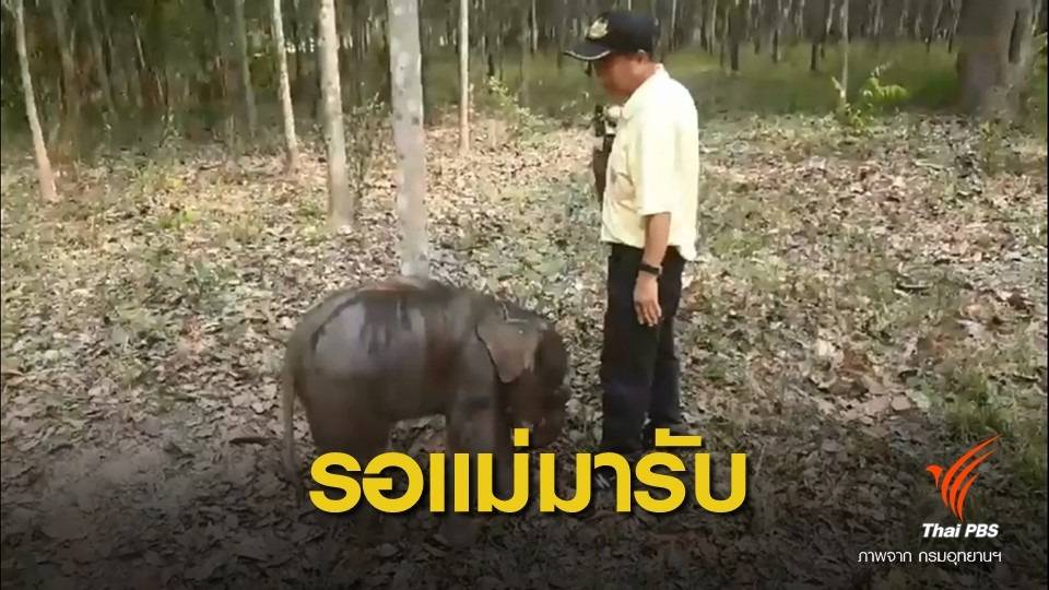 ช่วย "ลูกช้างตกท่อ" ล่าสุดแข็งแรงดี รอแม่รับกลับป่า