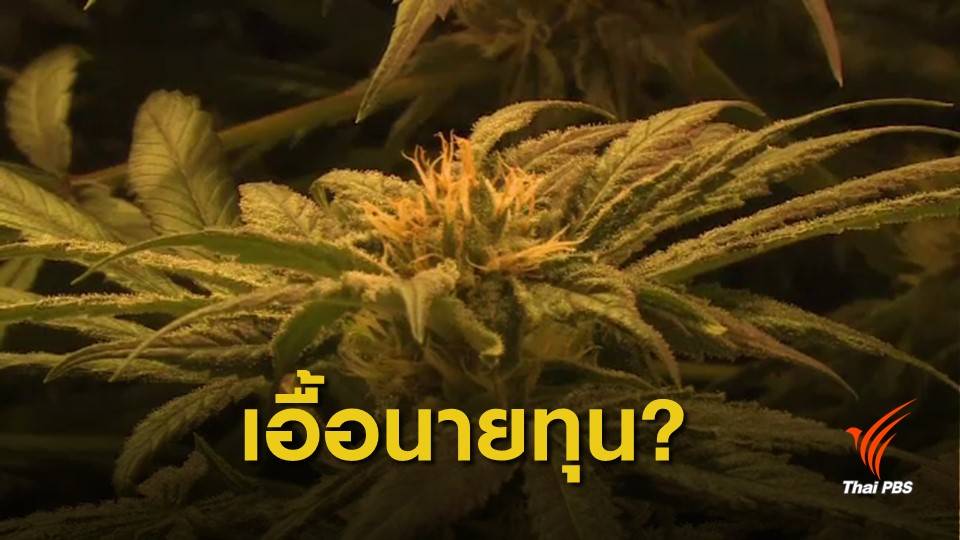 ตั้งข้อสังเกตปลดล็อกกัญชา เอื้อนายทุนหรือไม่?