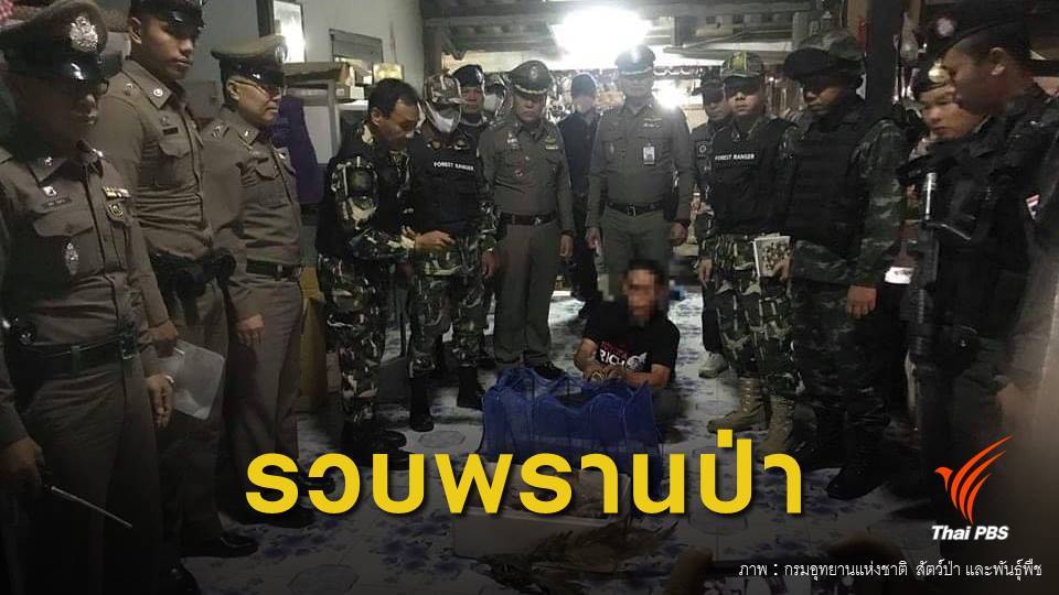 รวบพรานป่า อ.เชียงดาว พร้อมซากเลียงผา-เก้ง