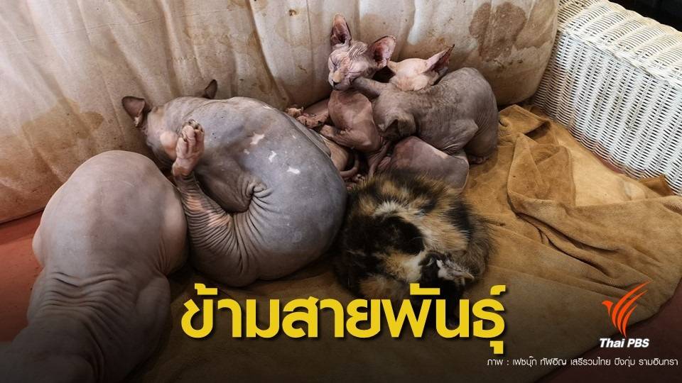 สุดช็อก! ช่วย 38 ชีวิตพ้นคาเฟ่แมวผสมข้ามสายพันธุ์