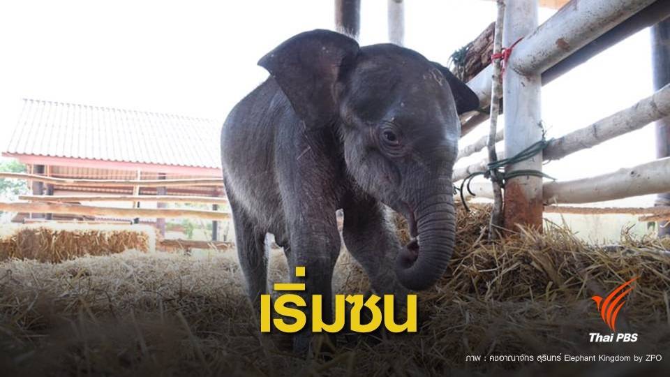 ลูกช้าง "ชบาแก้ว" แผลเริ่มแห้ง-วิ่งเล่นร่าเริง