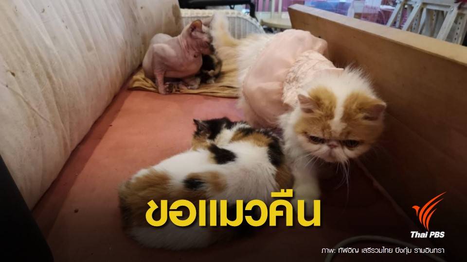 กลุ่มสัตวแพทย์ อ้างไม่ทารุณกรรมแมว เตรียมแจ้งความ-ขอแมวคืนคาเฟ่