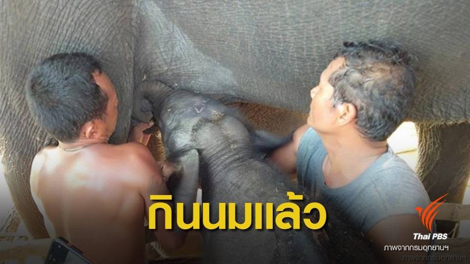 "ชบาแก้ว" ลูกช้างป่าหลงโขลงกินนมแม่บุญธรรม