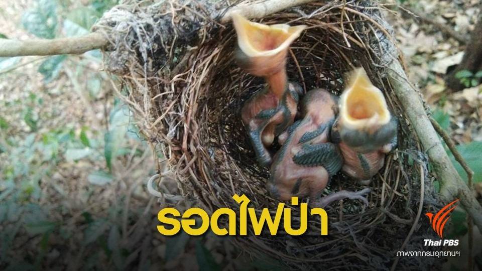 ช่วยลูกนก 3 ตัวรอดตายจากไฟป่าภูชี้ฟ้า