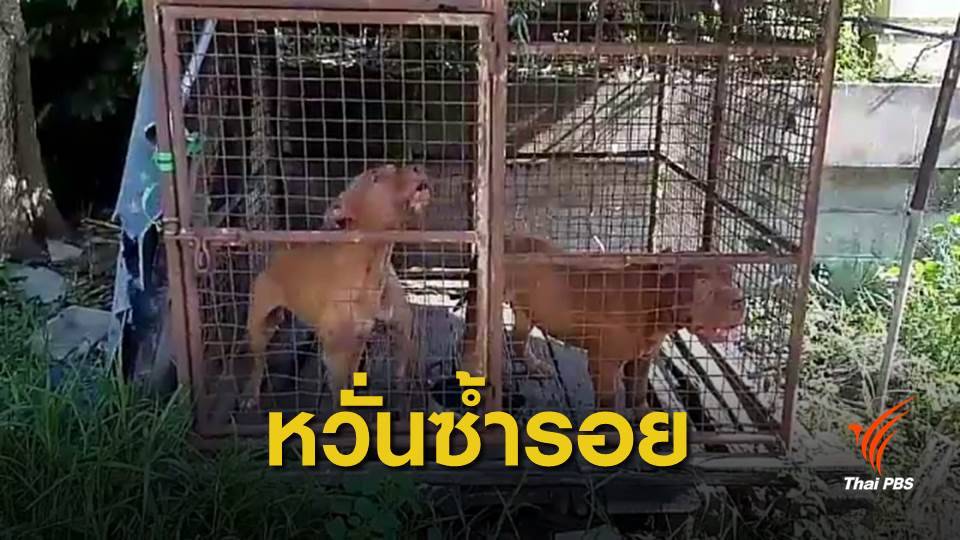 ตั้ง 2 ข้อหาเจ้าของสุนัขพิตบูลรุมกัดคนส่งน้ำแข็งเสียชีวิต จ.ชลบุรี