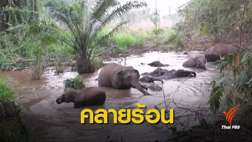 อากาศมันร้อน! โขลงช้างป่าทองผาภูมิเดินออกป่ามาเล่นน้ำ