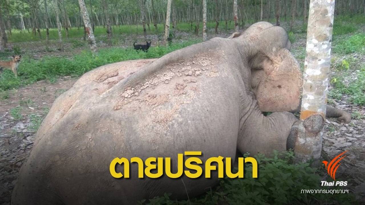 พบช้างป่าเขาอ่างฤาไนตายในสวนยางพารา จ.สระแก้ว