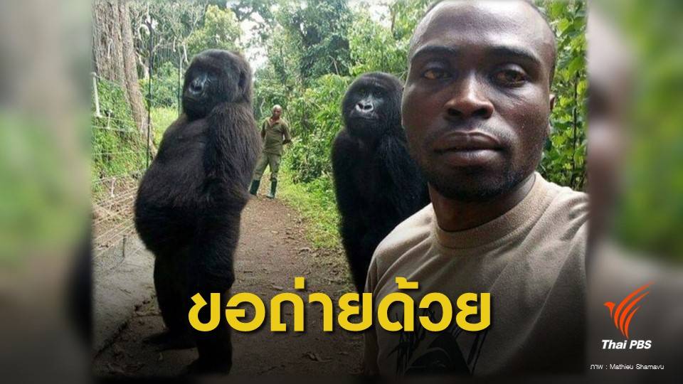 เซลฟีน่ารัก! เจ้าหน้าที่อุทยานฯ คองโกกับ 2 กอริลลากำพร้า