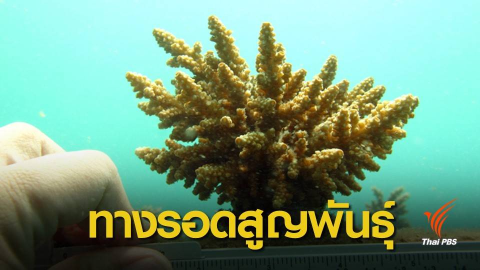 ครั้งแรกของโลก! ไทยเพาะปะการังจากสเปิร์มแช่เยือกแข็ง