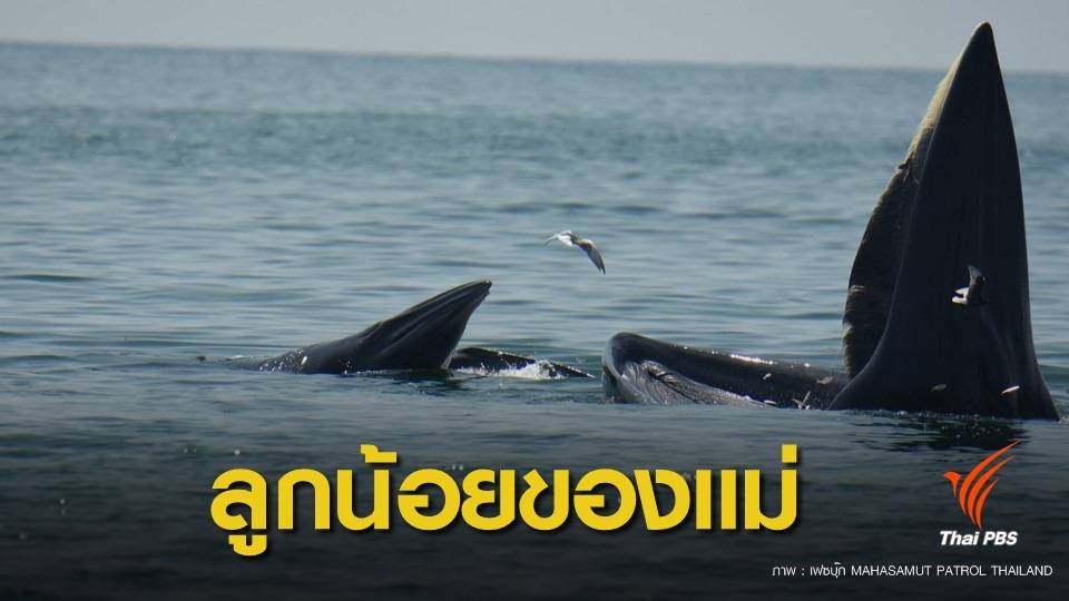 ข่าวดี ! ลูกวาฬบรูด้าเกิดใหม่อีก 1 ตัวว่ายน้ำไม่ห่างแม่สาคร 