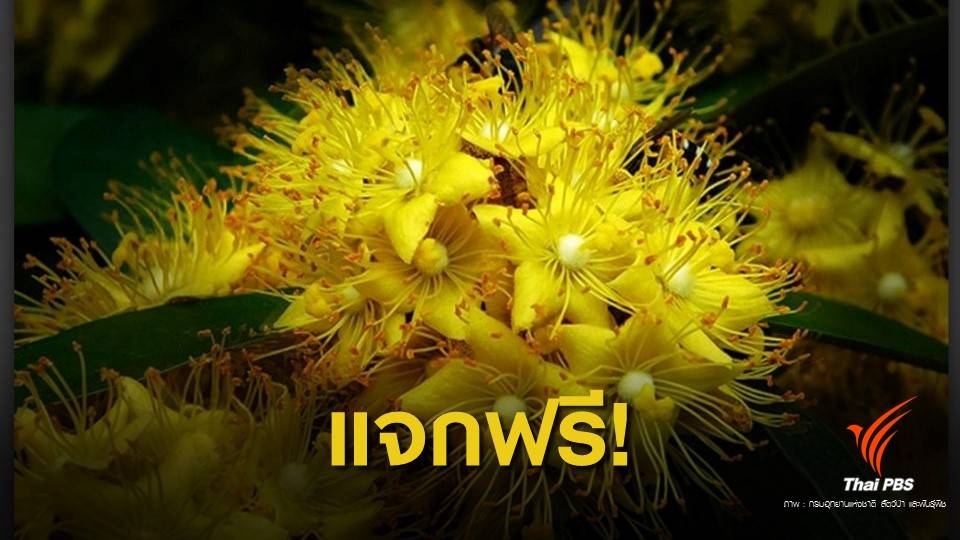 แจก! "กล้ารวงผึ้ง" ต้นไม้ประจำรัชกาลที่ 10 ในพระราชพิธีบรมราชาภิเษก