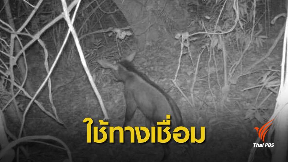 ไปมาถึงกันแล้ว ! ป่าเขาใหญ่-ทับลาน กล้องจับ "เลียงผา-แมวดาว"