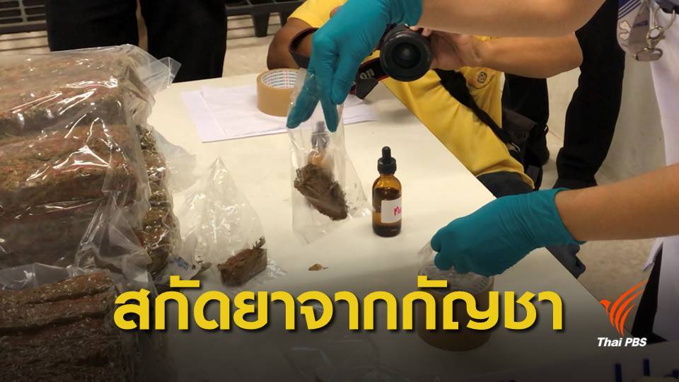 ล็อตแรก ! สกัดสารระงับเซลล์มะเร็งจาก "กัญชาของกลาง"
