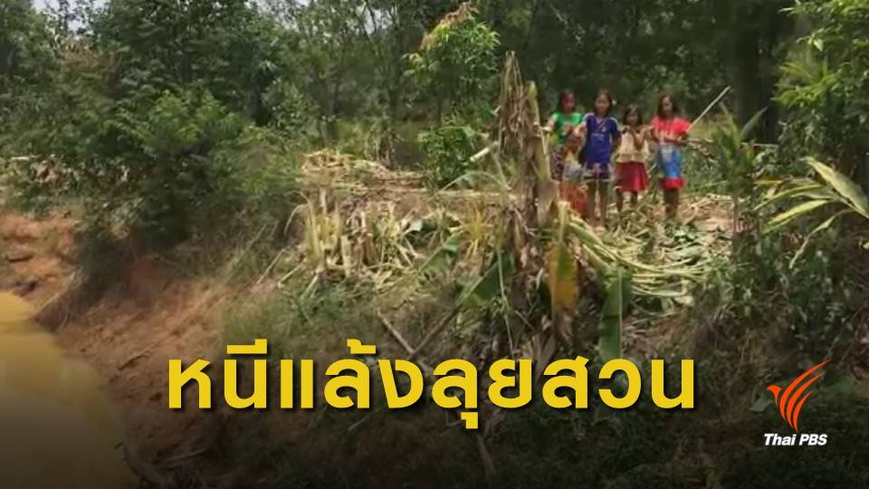 ช้างป่าภูวัวกว่า 10 ตัว บุกกินพืชผลการเกษตรชาวบ้านเสียหาย