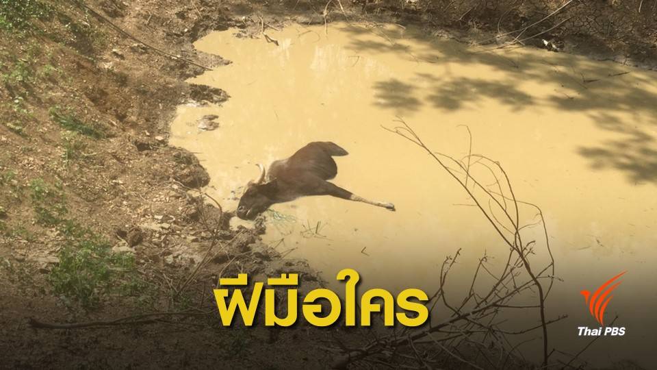  สลด! กระทิงเขาใหญ่ ติดบ่วงแร้วรัดขาจมน้ำตาย 