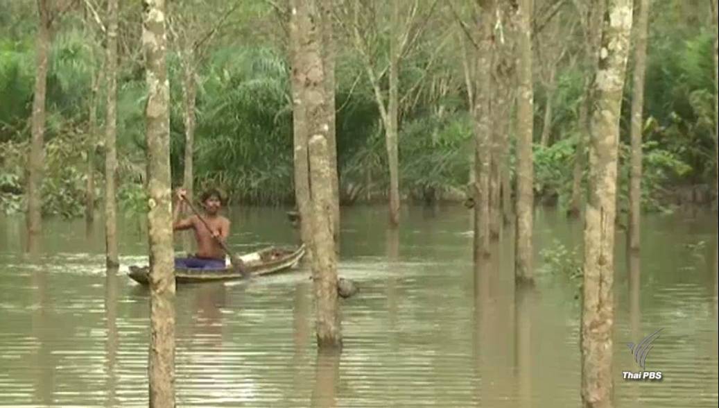 น้ำท่วมสวนยางพารา อ.ชะอวด จ.นครศรีธรรมราชกว่า 1 แสนไร่ ปชช.เดือดร้อนหนัก