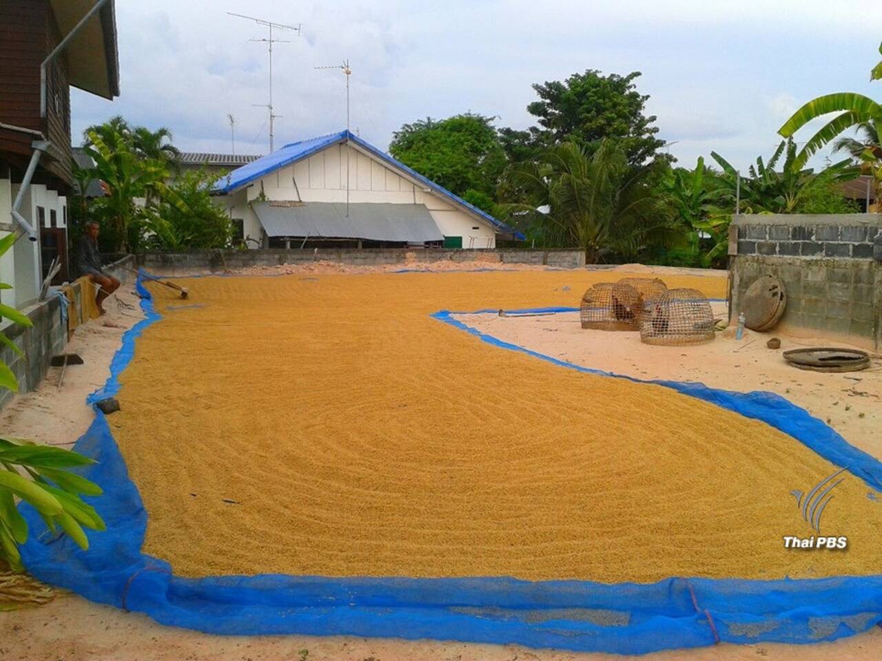 ข่าวร้าย!! แนวโน้มราคาข้าวตก-แนะคุมการผลิต