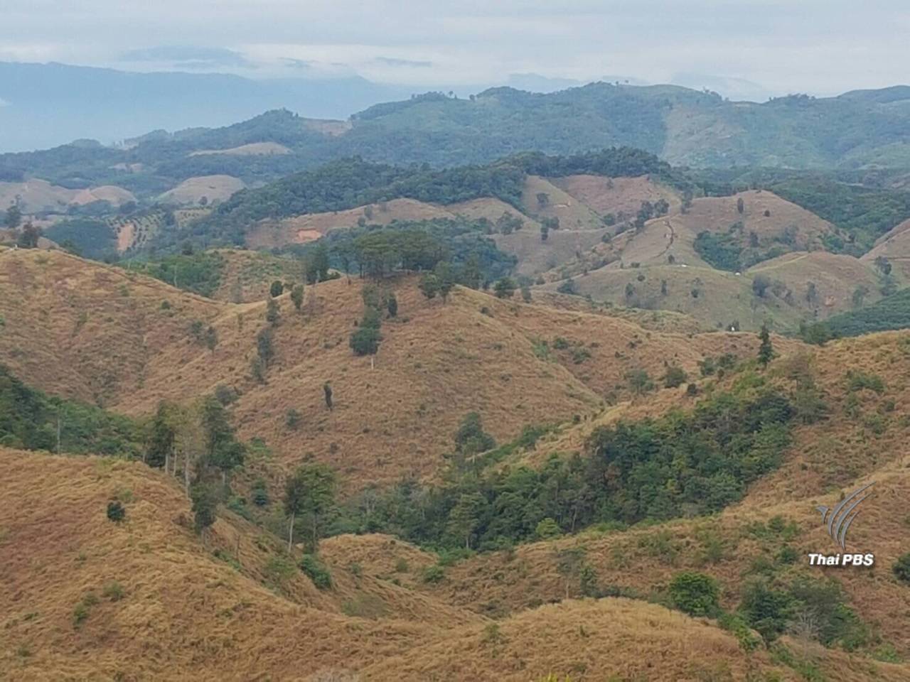 ค้านกฎหมายอุทยาน-สัตว์ป่าฉบับใหม่เปิดช่องนายทุนฮุบป่า