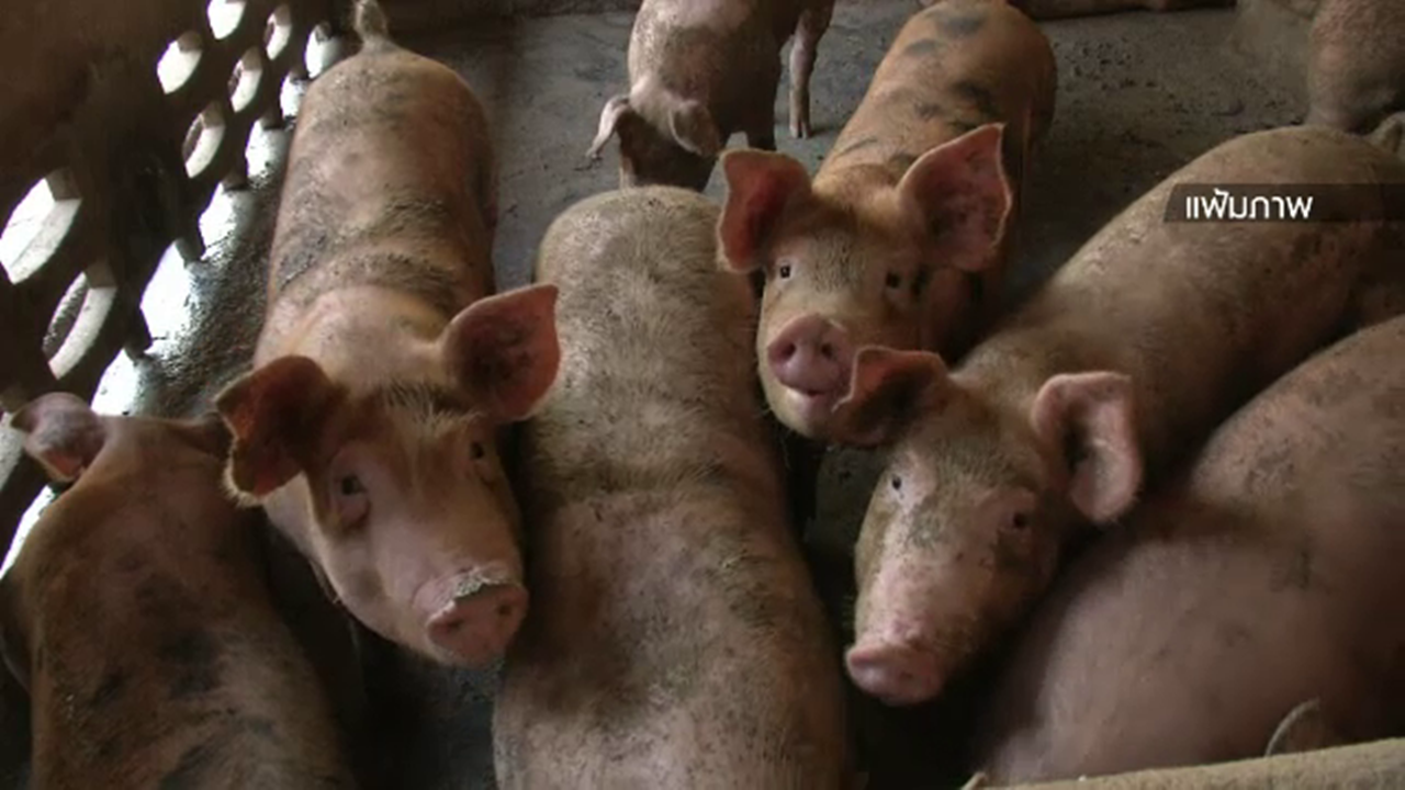 เตือนใช้ยาปฏิชีวนะฟาร์มสุกร เพิ่มความเสี่ยง "เชื้อดื้อยา"ในคน